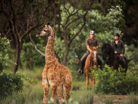 Flexible Short Stay Safari